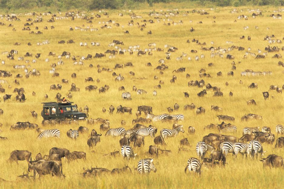 Safari w Kenii