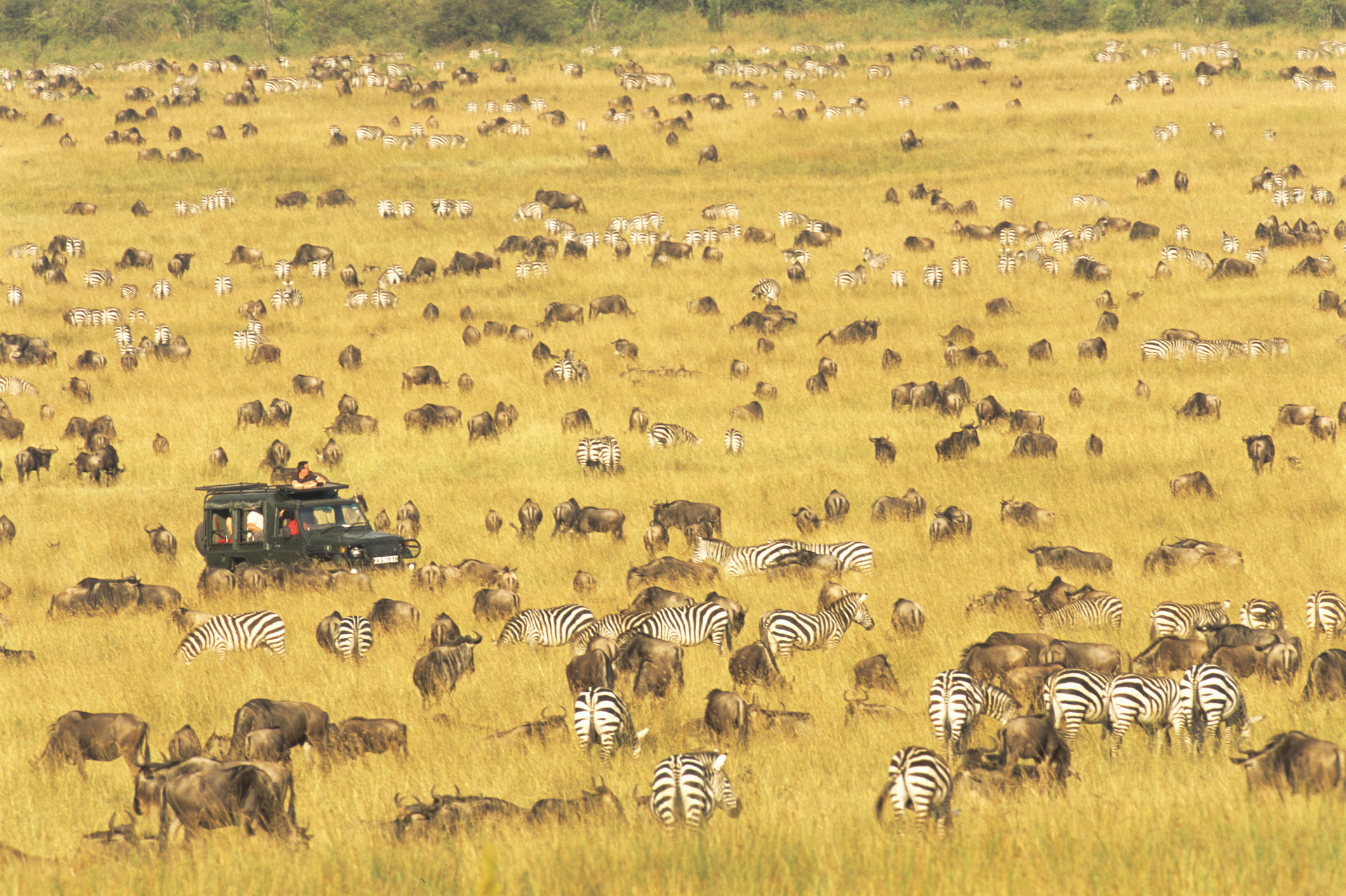Safari w Kenii