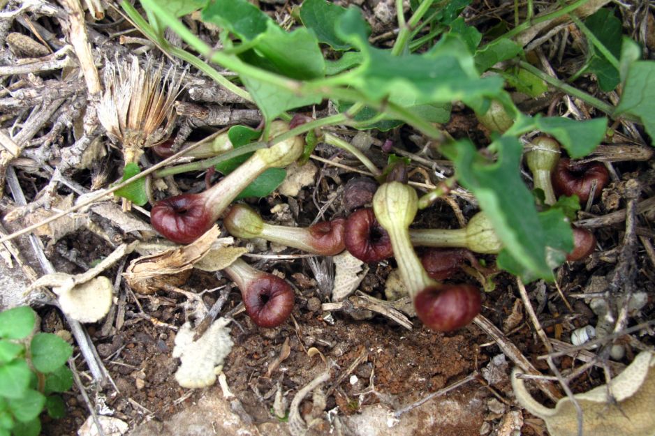 Kwiaty Aristolochia microstoma wydzielają nieprzyjemny zapach przypominający padlinę (fot. za: Frontiers in Ecology and Evolution)