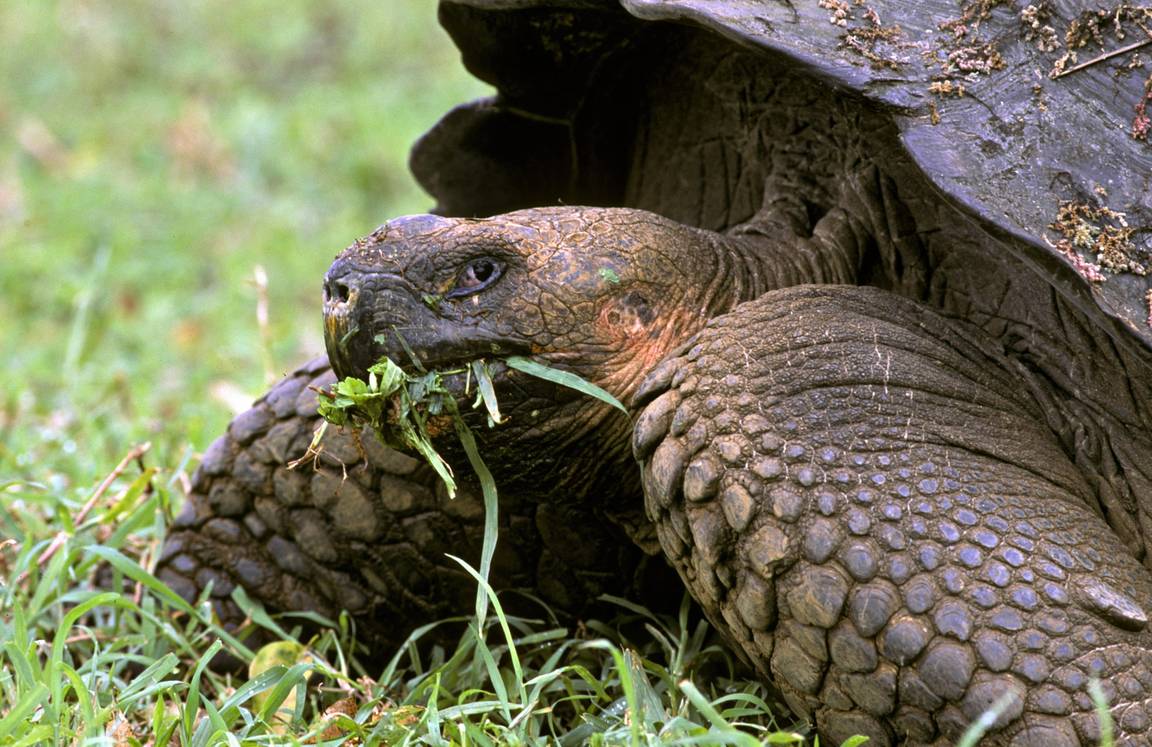 Na Galapagos znaleziono żółwia, którego gatunek uznano za wymarły. Ostatni raz widziano je ponad sto lat temu