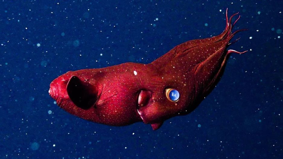Wampirnice przysotosowane są do życia w głębokich wodach o niskiej zawartości tlenu (Image credit: MBARI)