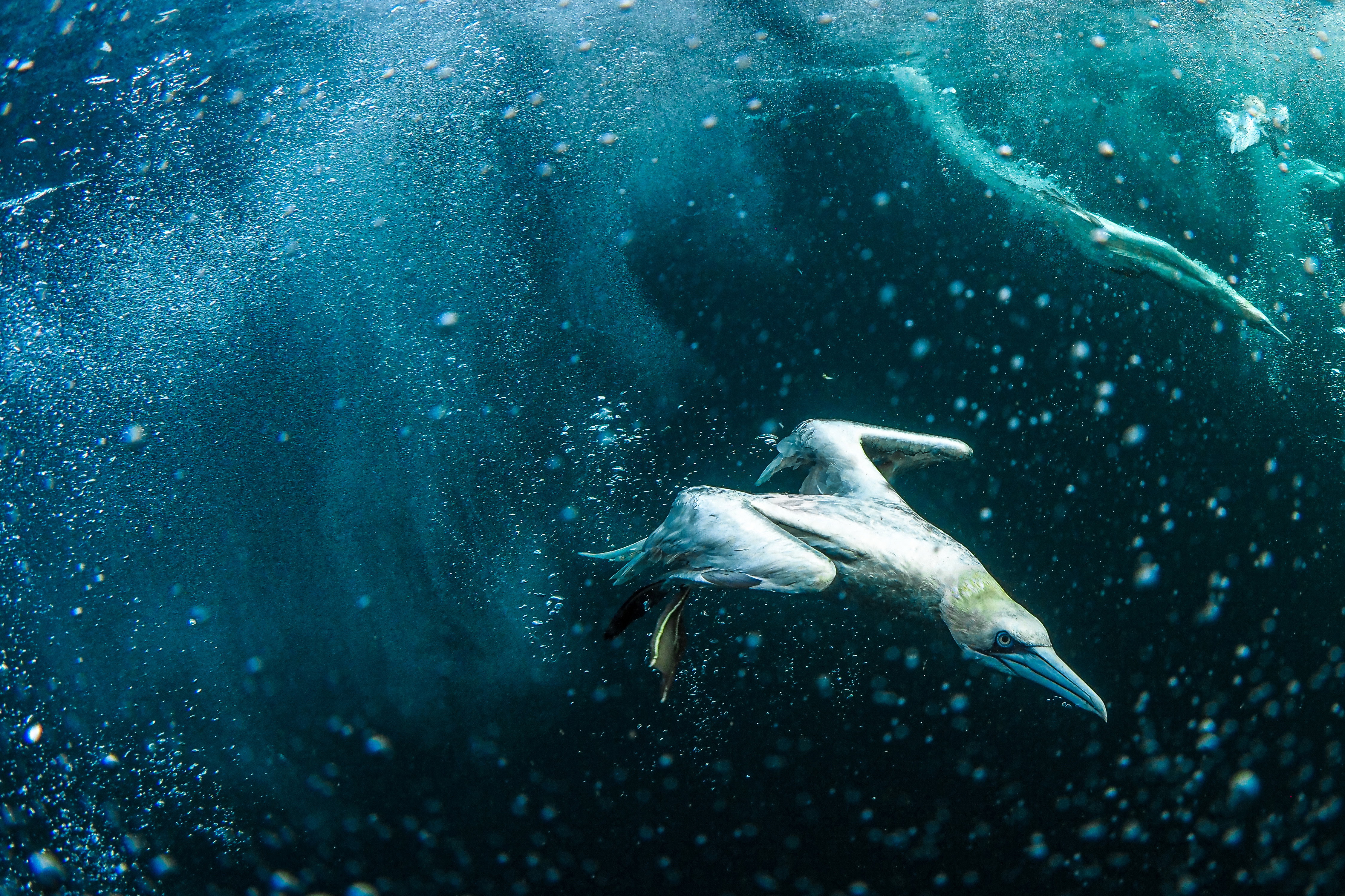 Marcin Dobas, National Geographic Polska. Miejsce i czas: Morze Północne, wrzesień 2020 r. Technikalia: Olympus OM-D E-M1 II + mZD 8mm + 2x UFL3