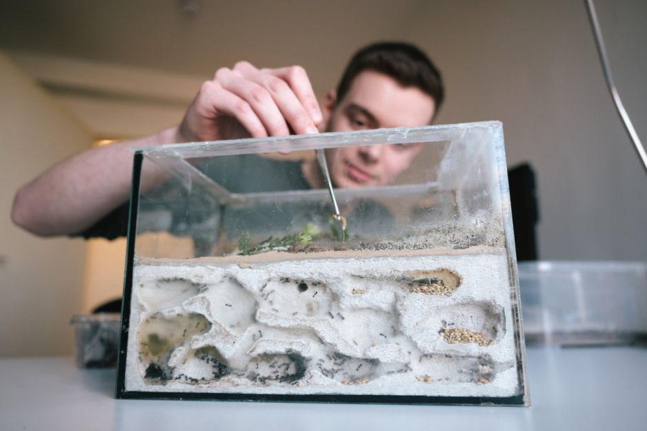 Zwierzęta do terrarium - dla początkujących i nie tylko. Jak zacząć z terrarystyką?