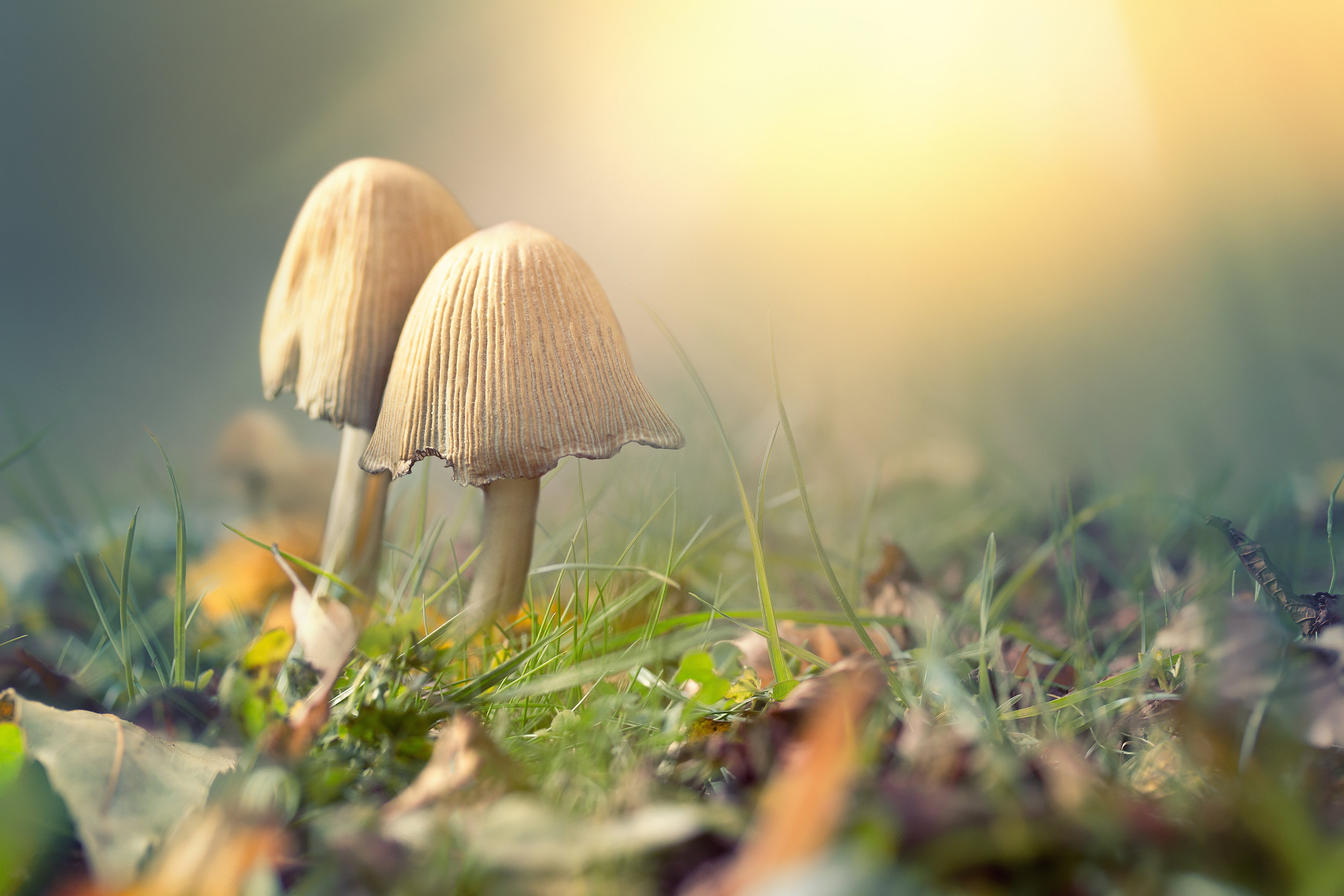 Psychodeliczne grzyby