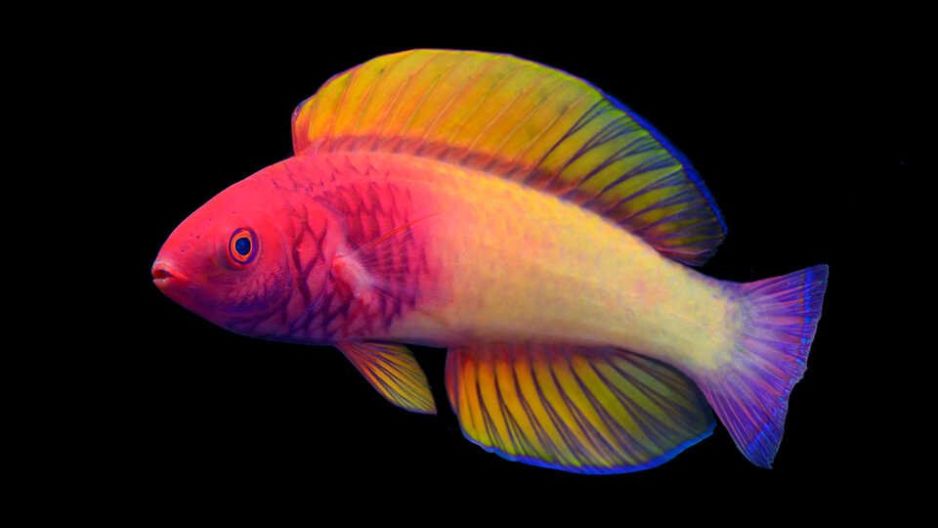 Cirrhilabrus finifenmaa