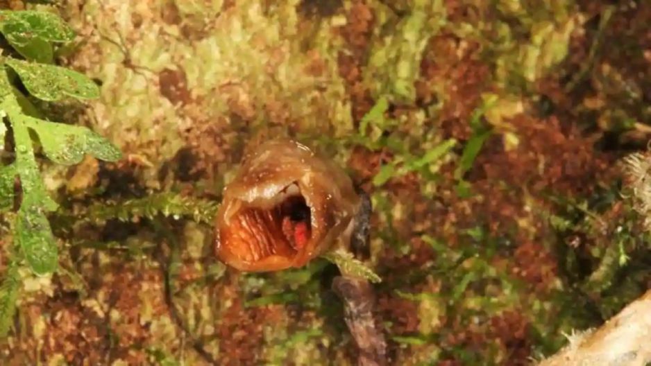 Gastrodia agnicellus - najbrzydsza orchidea na świecie (fot. kew.org)