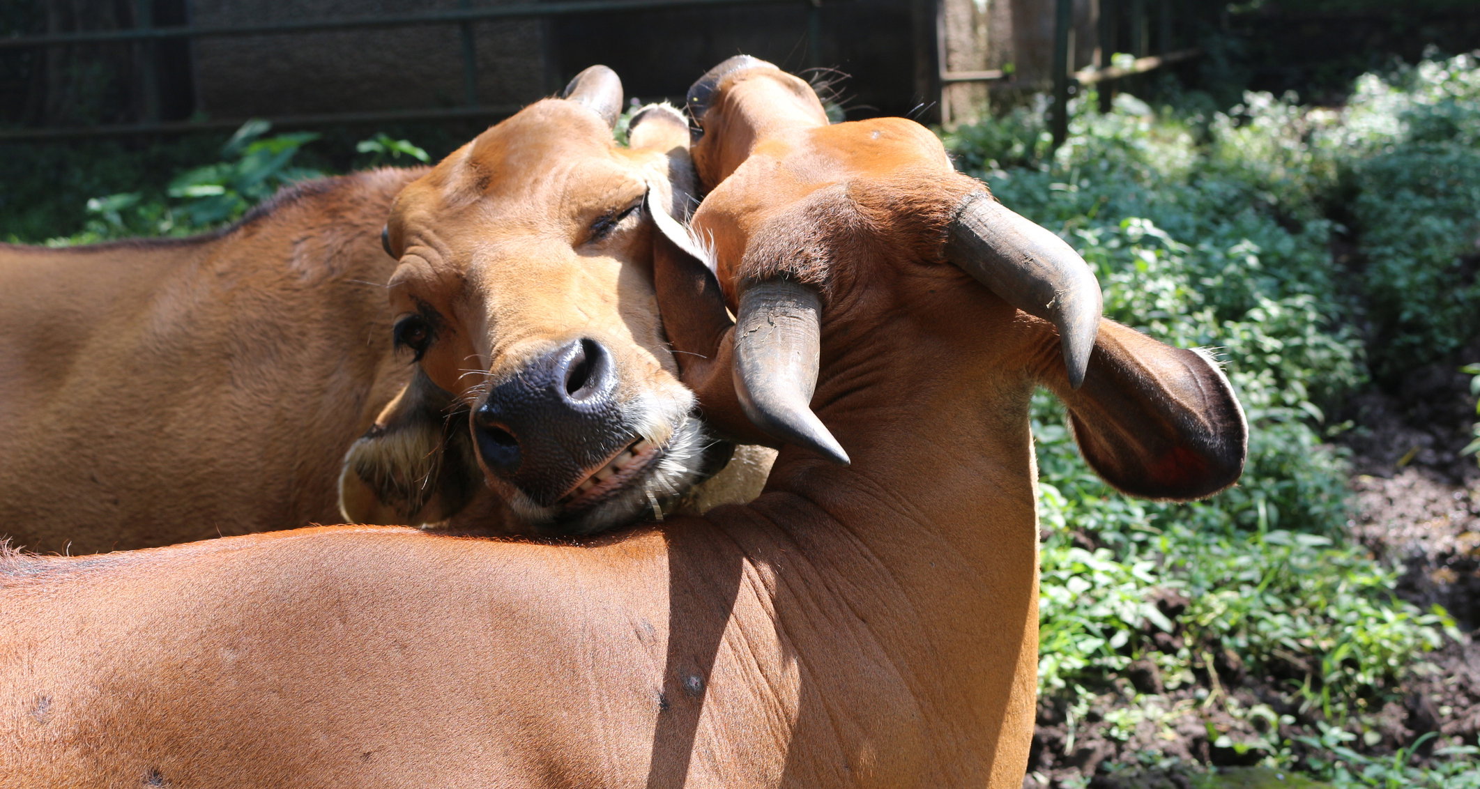 Bantengi