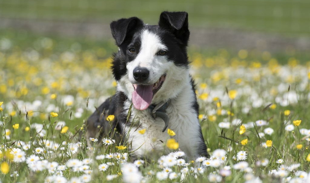 Border collie