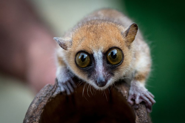 lemur-647435c