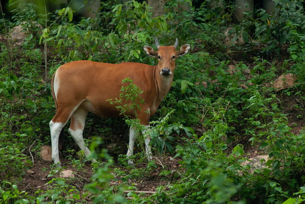 banteng-325c4a6
