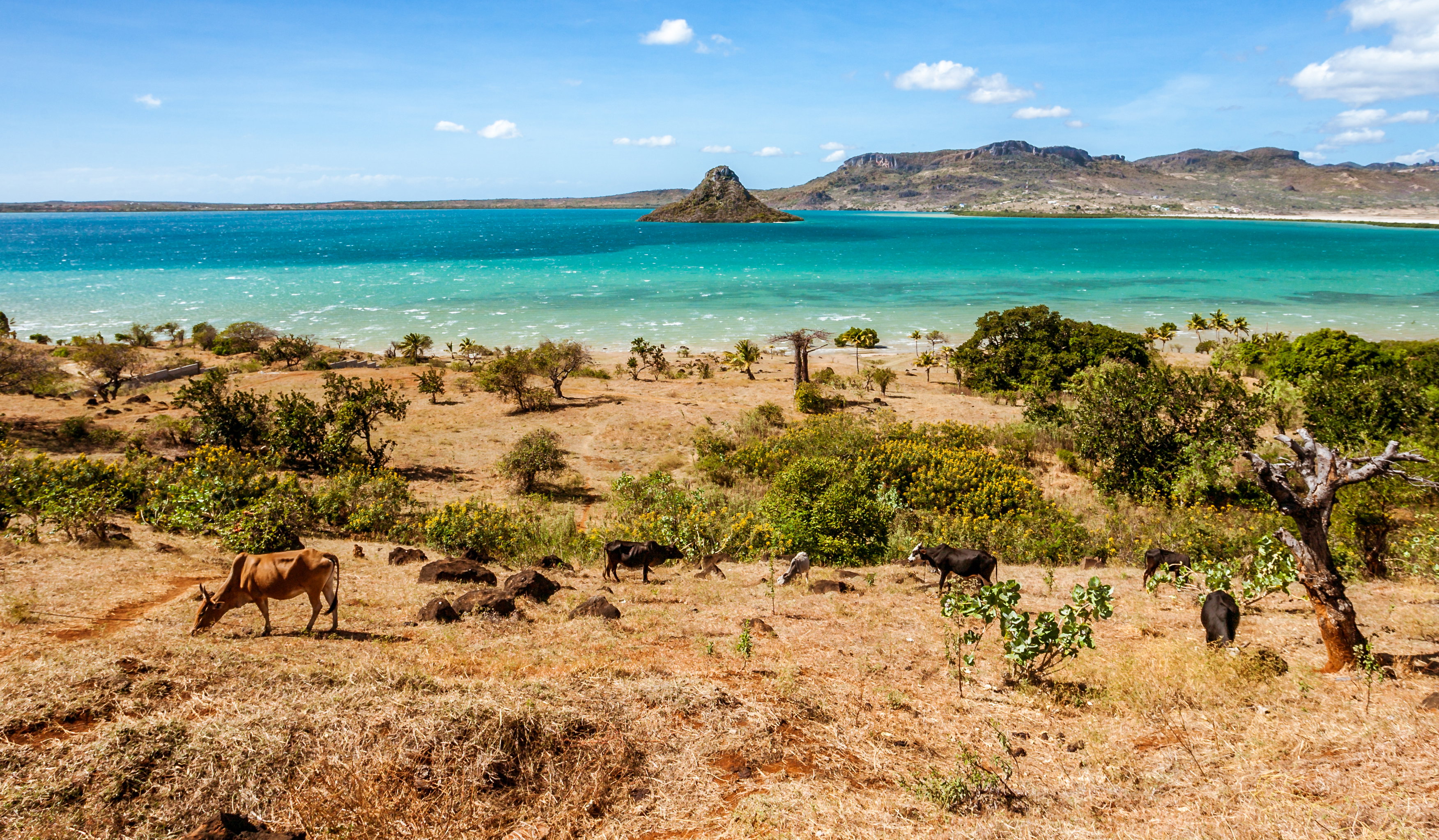 Zwierzęta na Madagaskarze