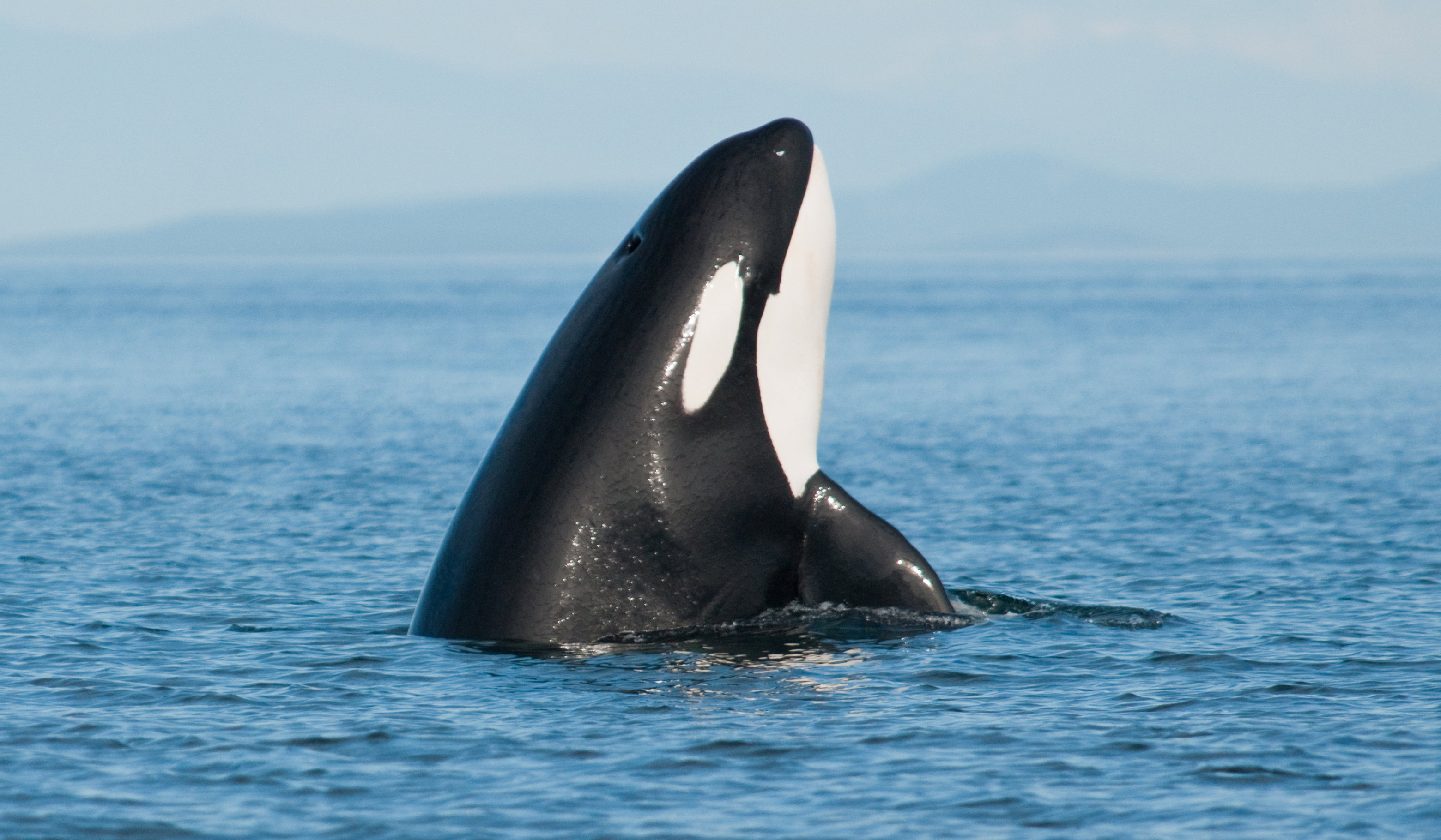 Orka