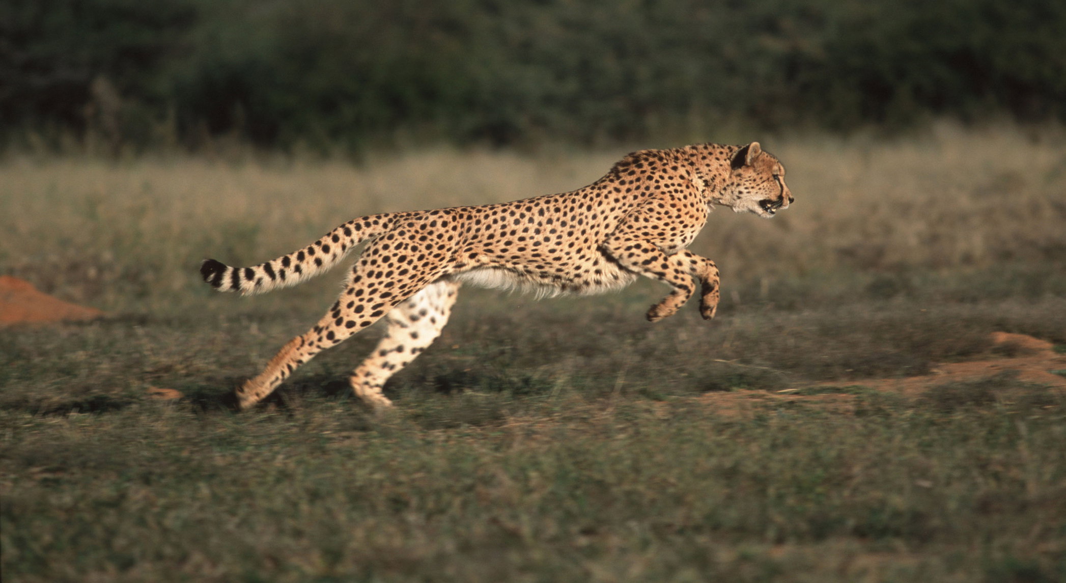 Gepard