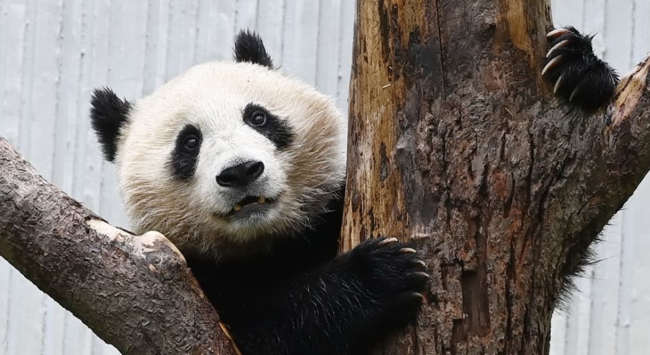 Panda 1