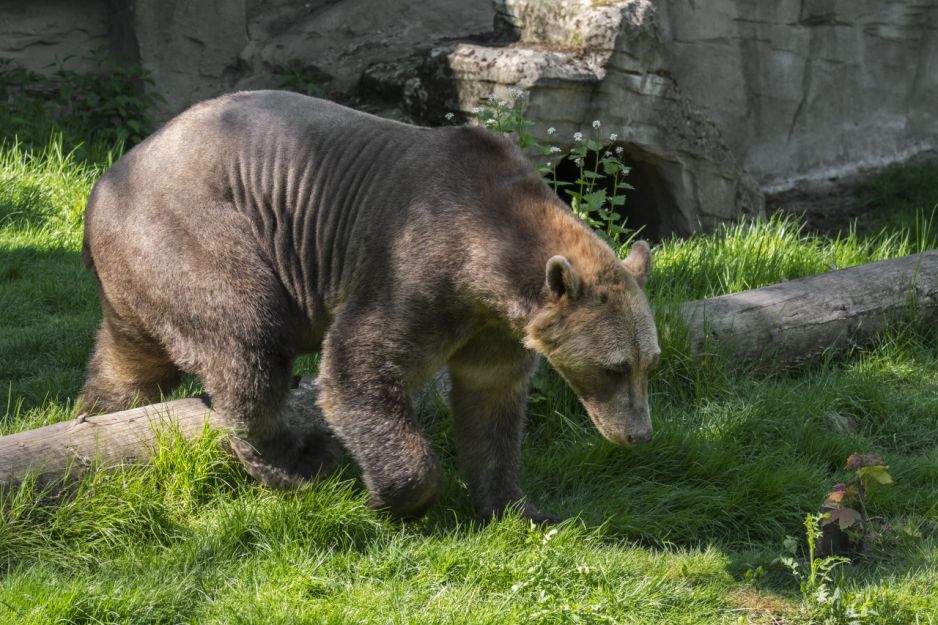 Hybryda niedźwiedzia polarnego i grizzly nazywana jest żartobliwie pizzly, grolar bears lub nanulak (fot. Getty Images)