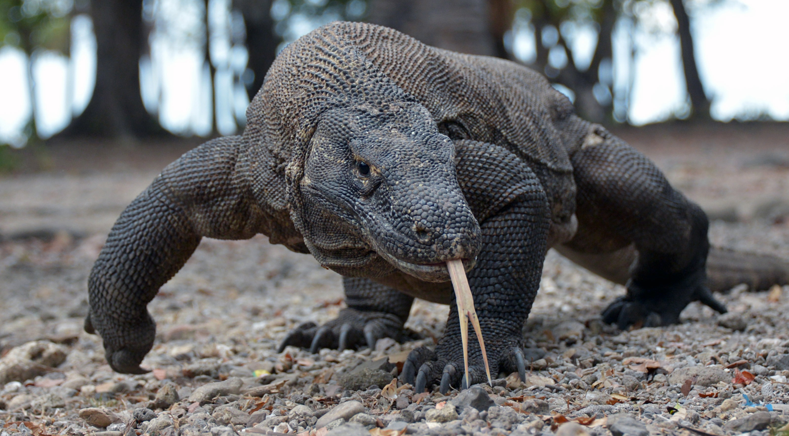 Waran z Komodo