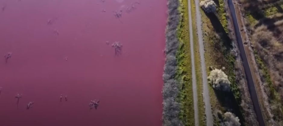 Różowa laguna w Argentynie