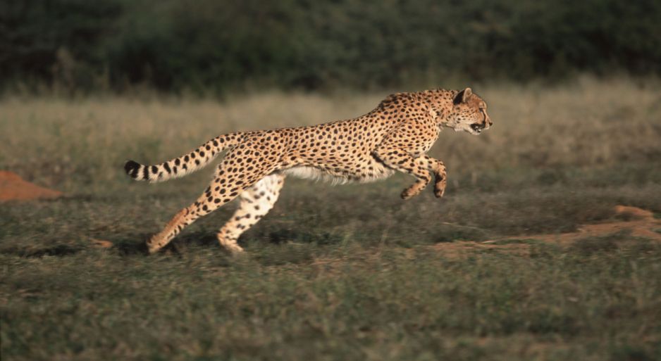 Gepard