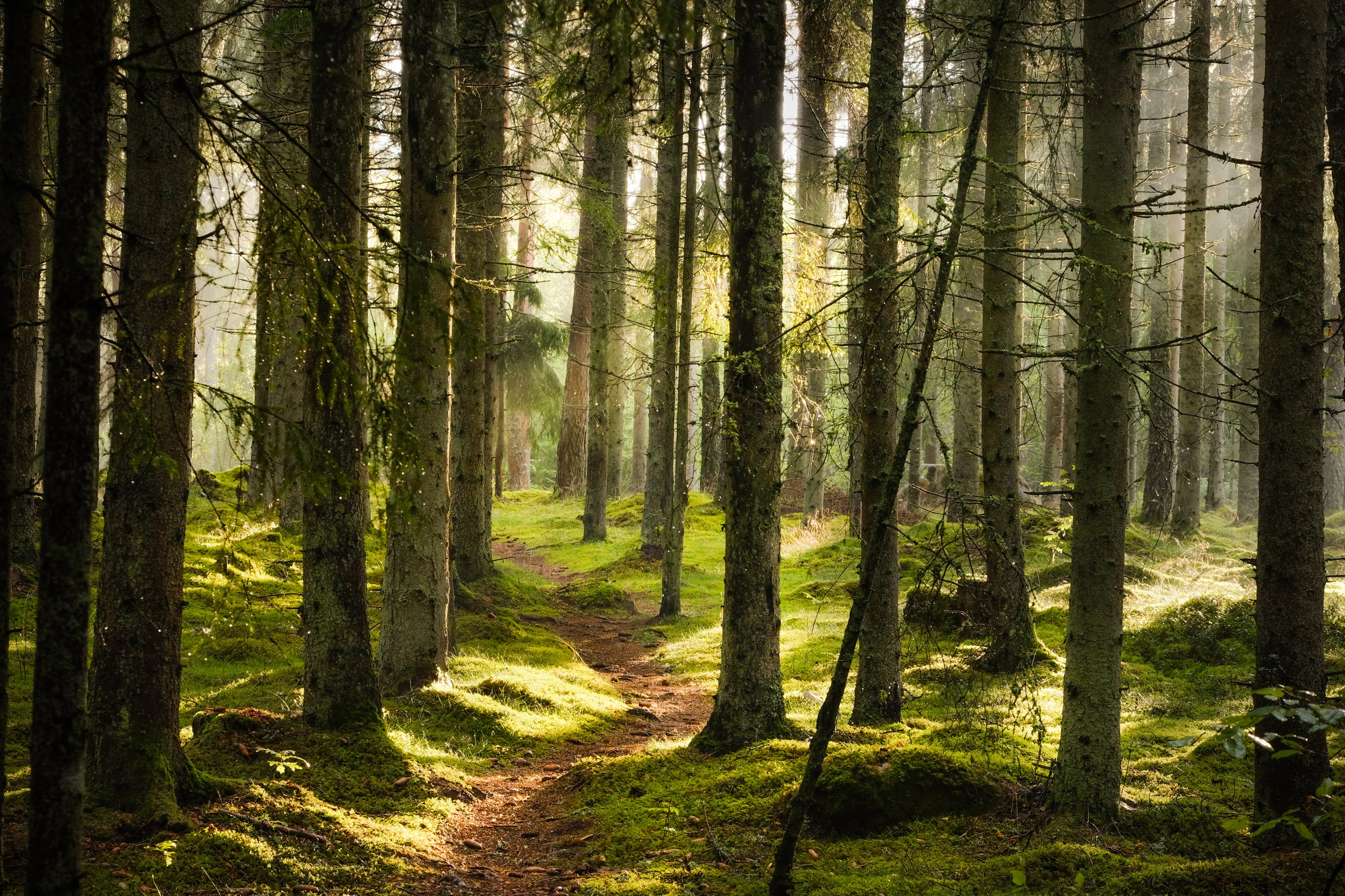 Tajga - roślinność, zwierzęta i ciekawostki. Jak wygląda krajobraz tajgi?