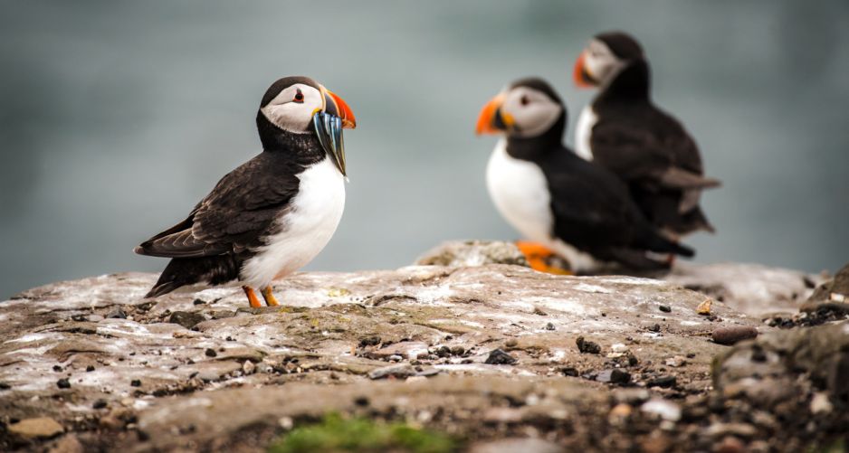 Ptaki na Wyspach Farne