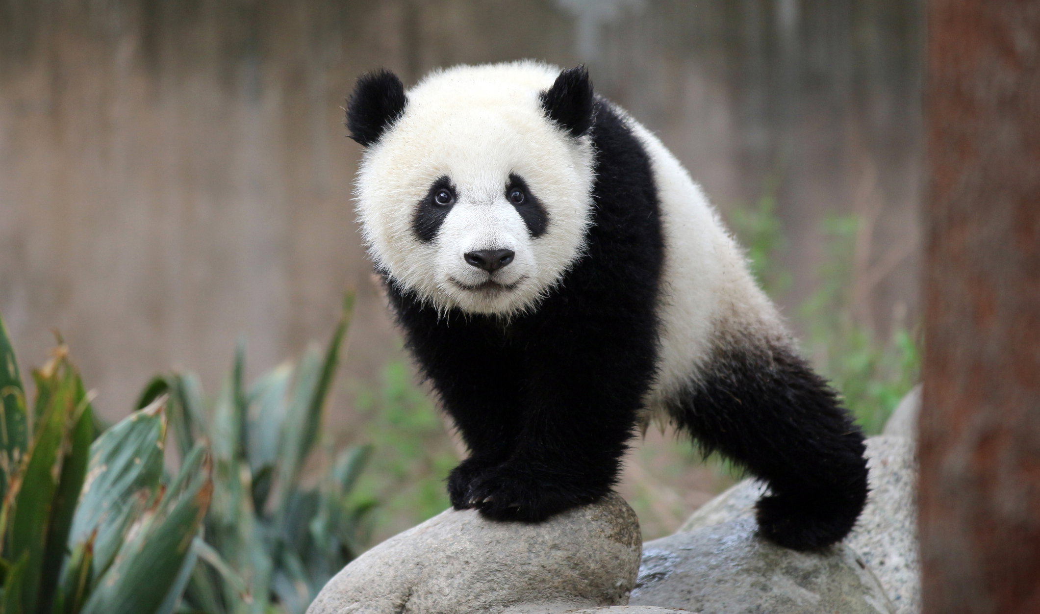Panda wielka