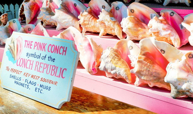 conch-4174b5c