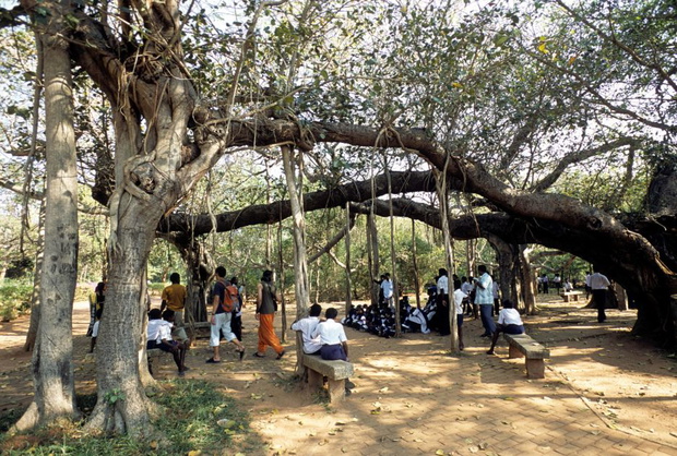 w-auroville-d456df1