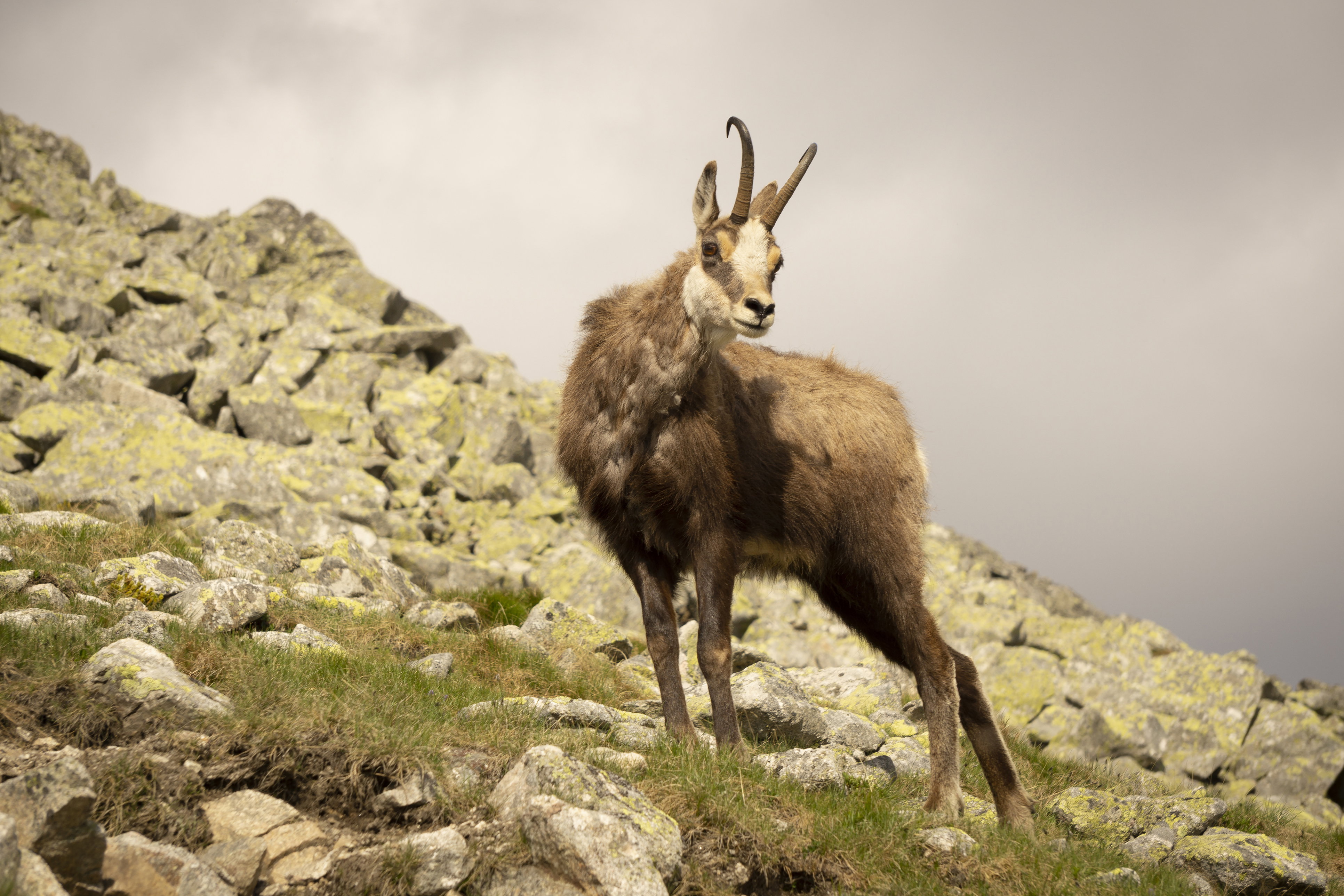 Zwierzęta górskie - jakie okazy kryje w sobie górska fauna?