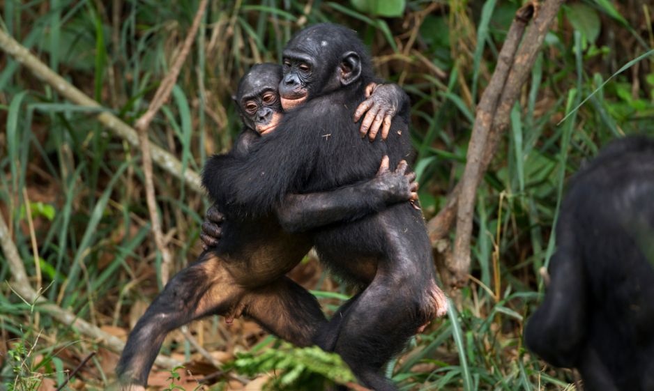 Czułości bonobo