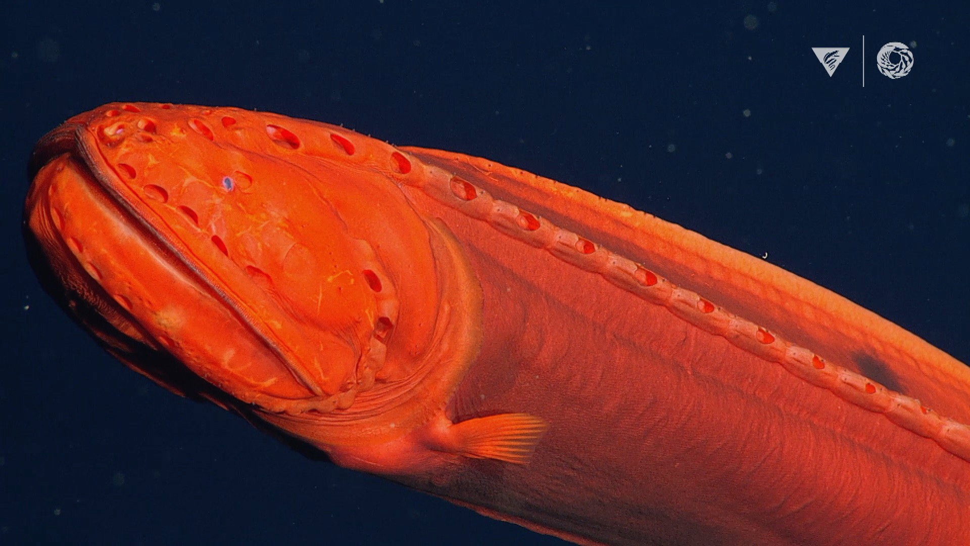 Wielorybinkowate żyją na dużych głębokościach, więc spotkania z nimi to rzadkość (fot. Monterey Bay Aquarium Research Institute)