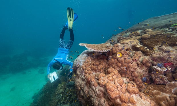 Masywny koral został odkryty u wybrzeży Goolboodi w stanie Queensland (Fot. Richard Woodgett)