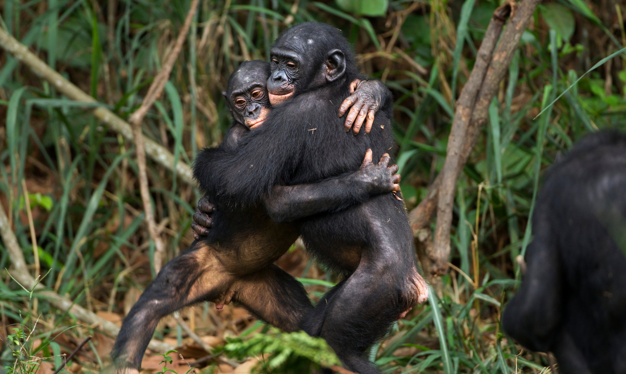 Czułości bonobo
