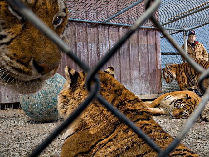 02-ohio-five-pet-tigers-670