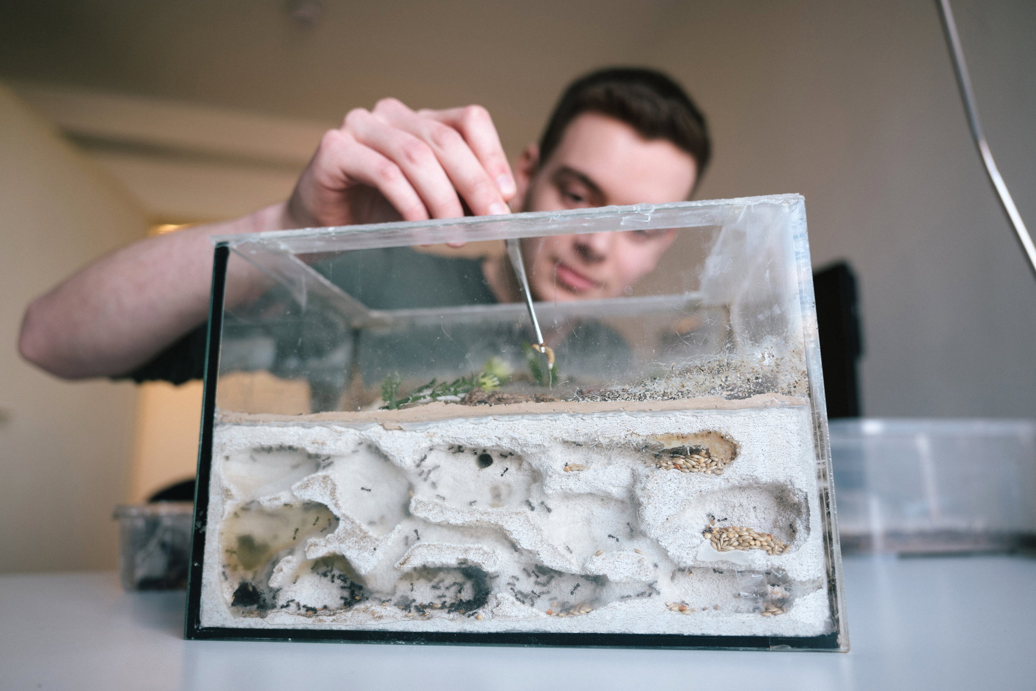 Zwierzęta do terrarium - dla początkujących i nie tylko. Jak zacząć z terrarystyką?