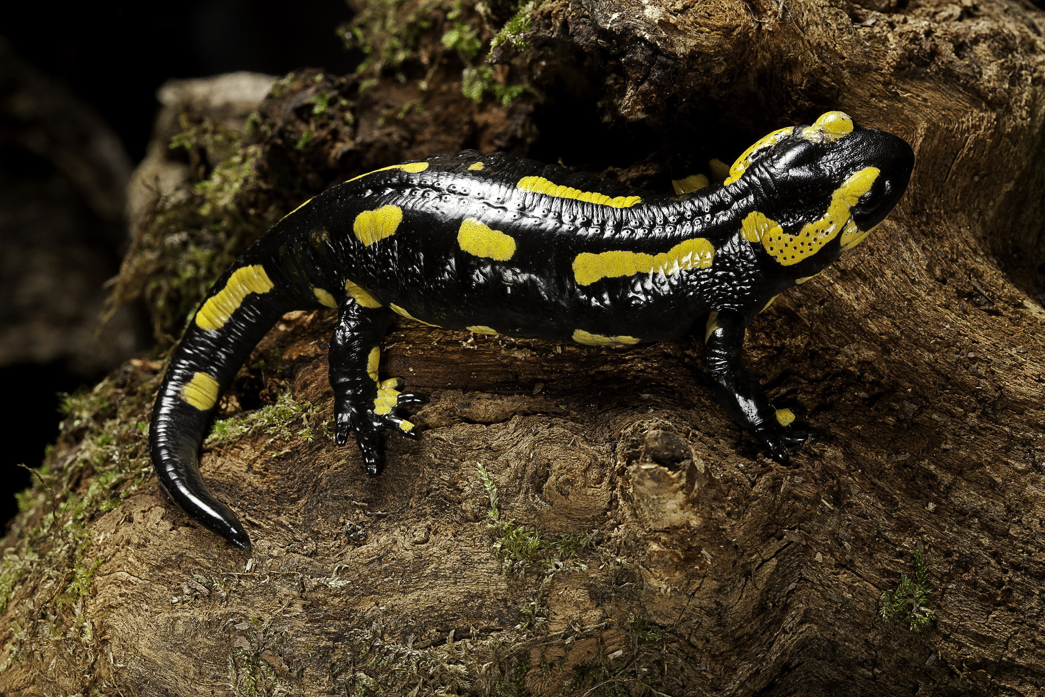 Salamandra plamista
