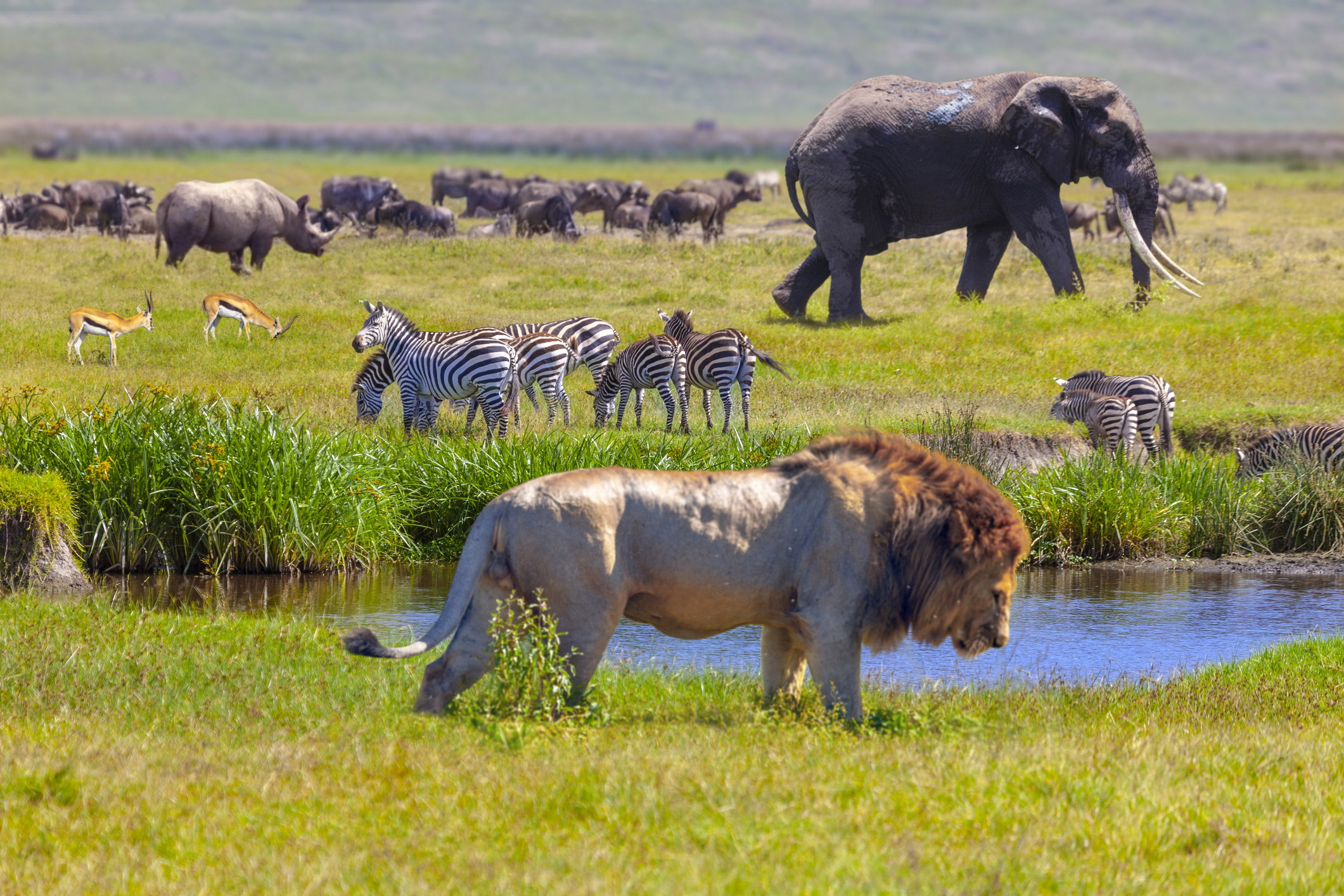 Zwierzęta na safari - jakie można zaobserwować i kiedy jechać?