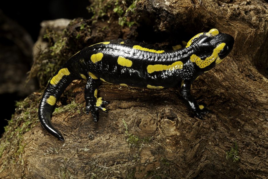 Salamandra plamista