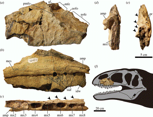 ulughbegsaurus-uzbekistanensis-7e5b4a6