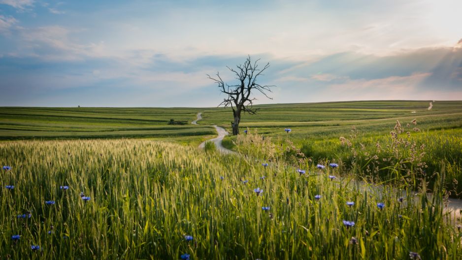 Drzewo Wisielców w Sułoszowej