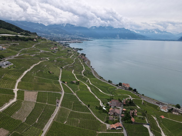 Winnice Lavaux