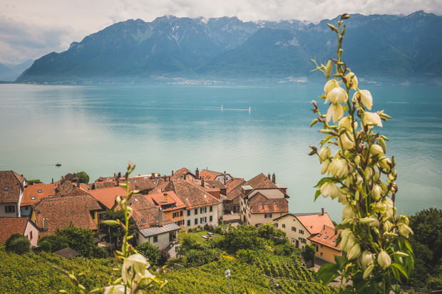Winnice Lavaux