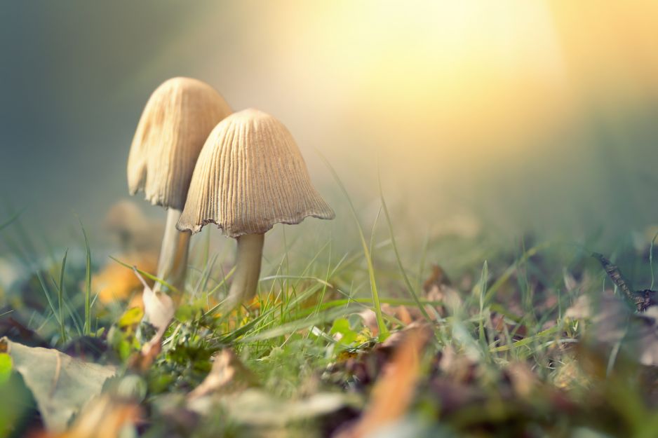 Psychodeliczne grzyby
