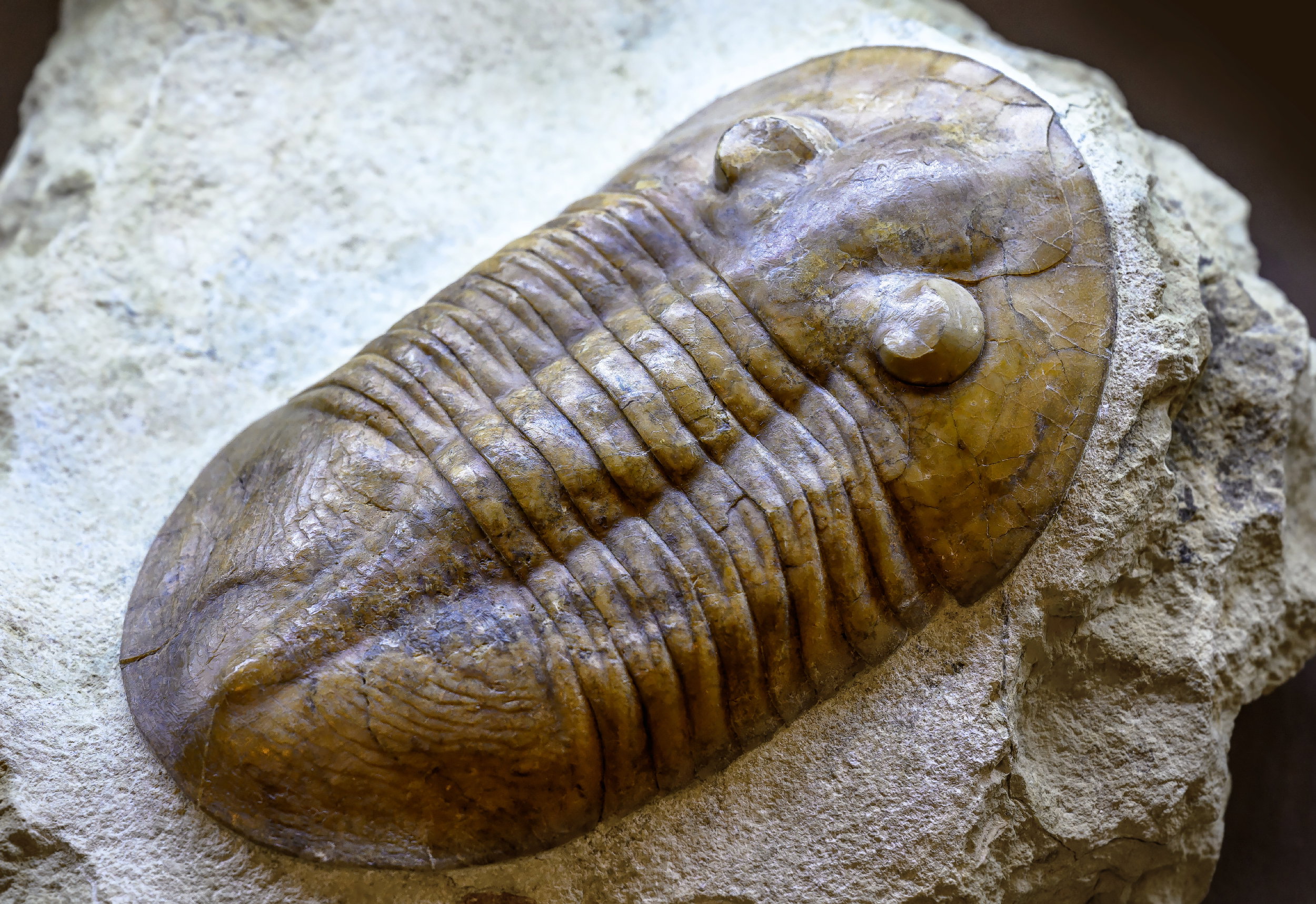 Sylur - jeden z okresów ery paleozoicznej. Najważniejsze informacje