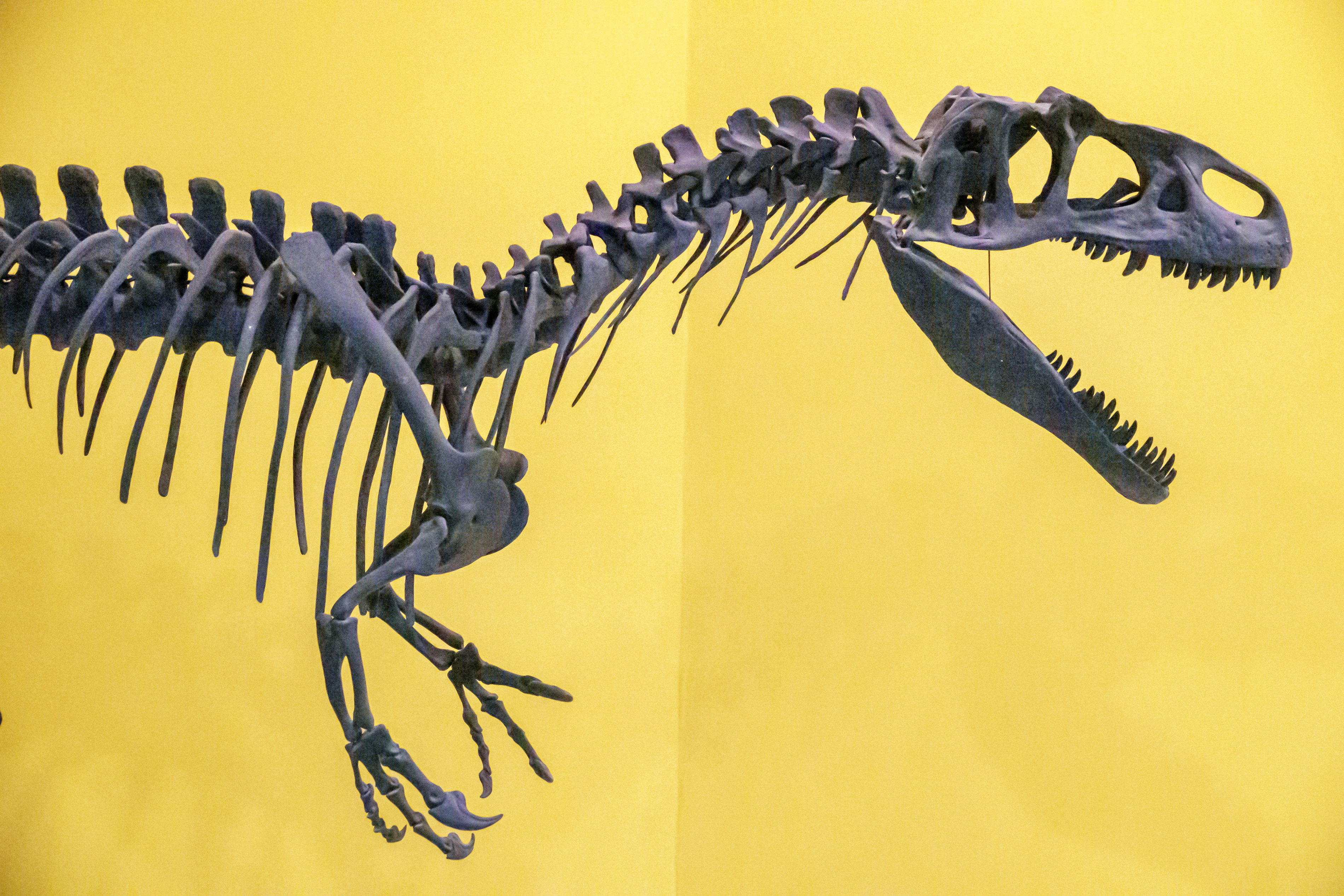 Trzy nowe gatunki dinozaurów