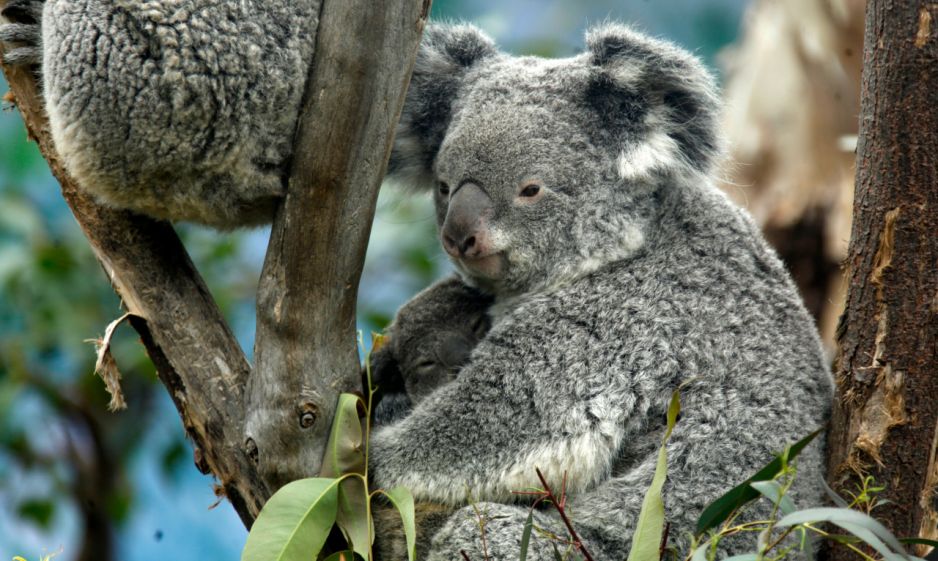 Koala