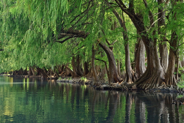 Tree canopies along the river at Lago de Camecuaro, Mexico.