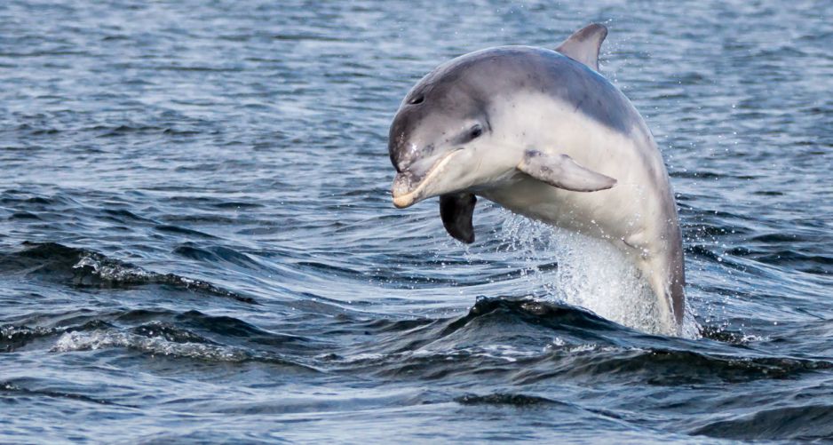 Delfin
