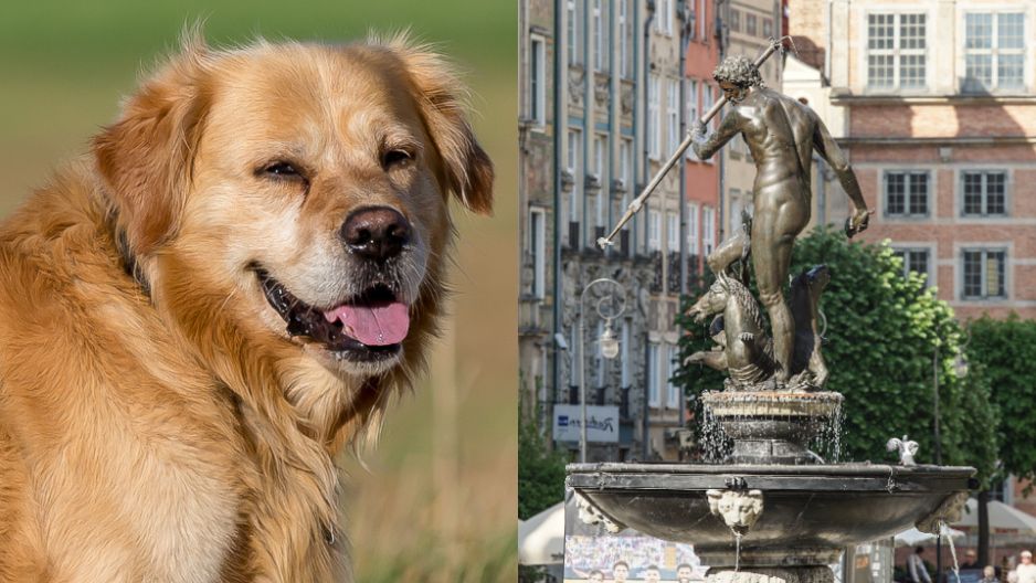 „Pies z balkonu” nową atrakcją Gdańska