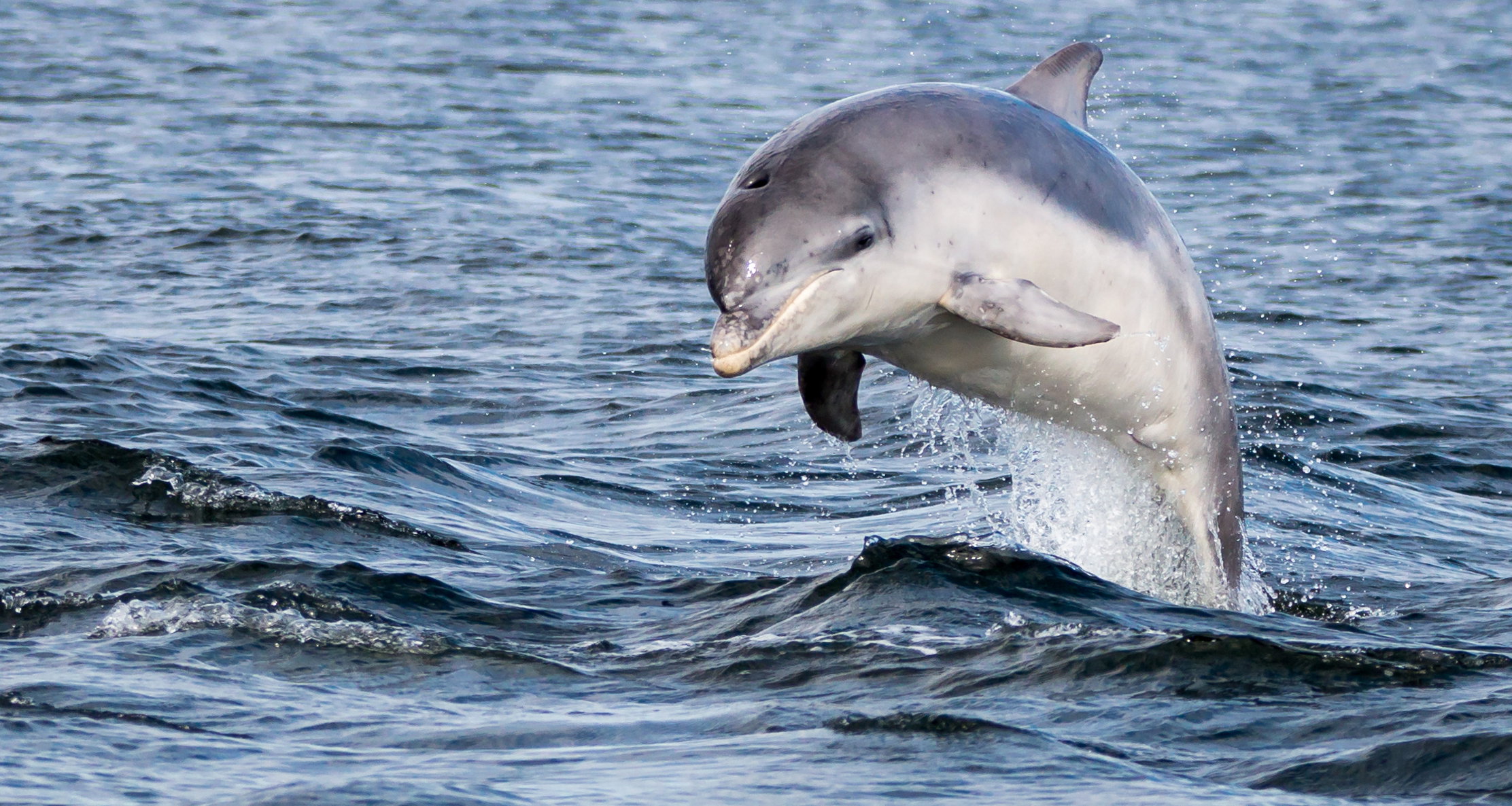 Delfin