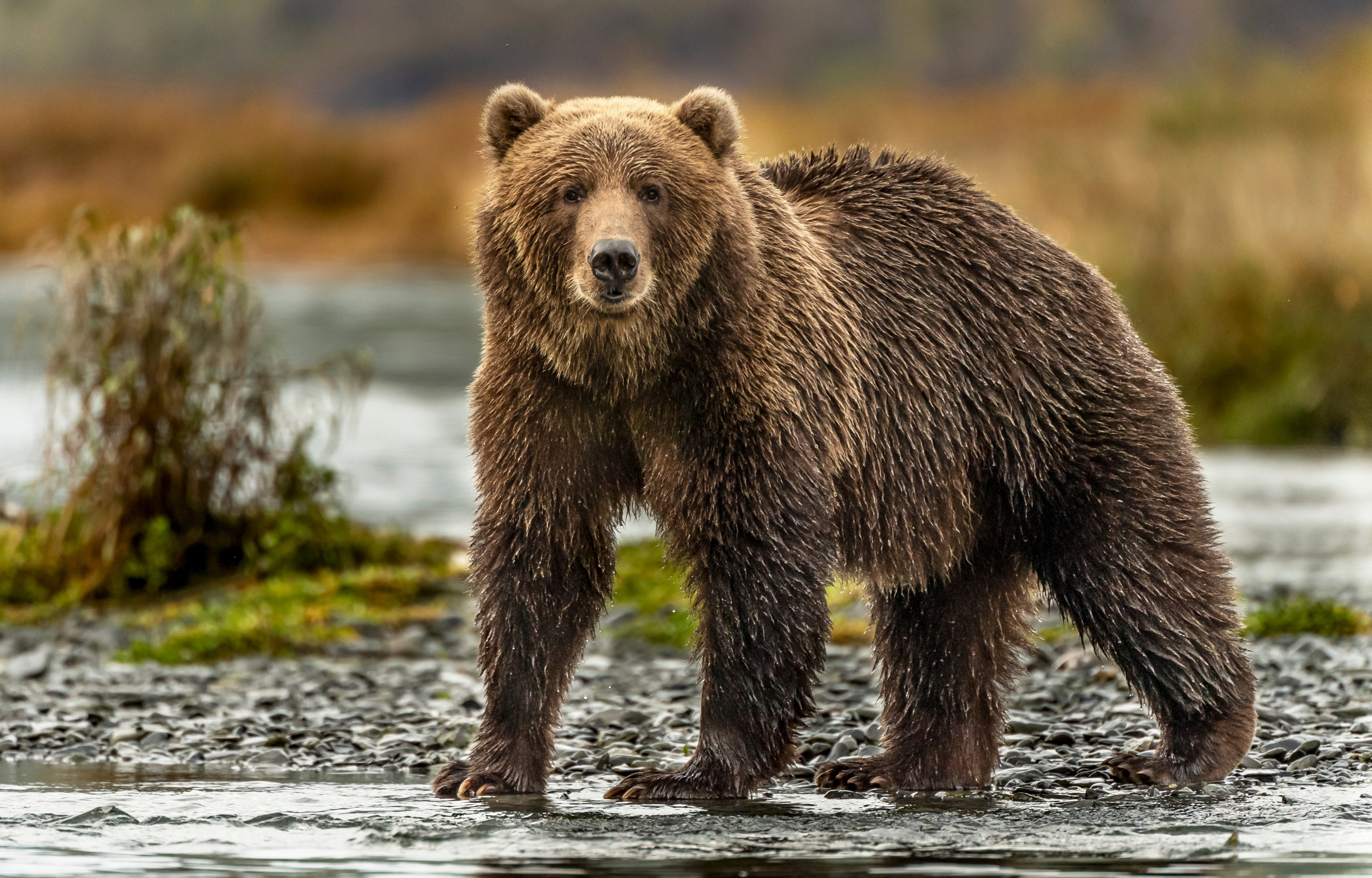 Niedźwiedź grizzly